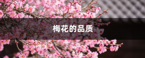 梅花的品质，梅花的象征意义是什么