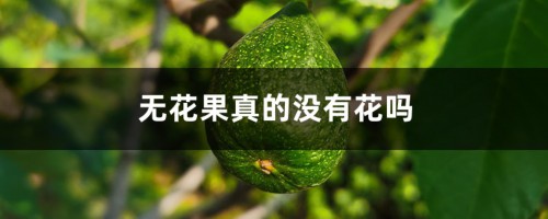 无花果真的没有花吗