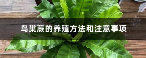 鸟巢蕨的养殖方法和注意事项