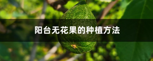 阳台无花果的种植方法