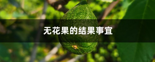 无花果的结果事宜