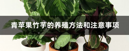 青苹果竹芋的养殖方法和注意事项