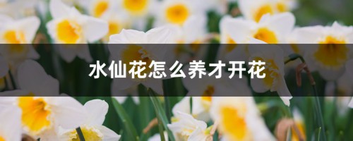 水仙花怎么养才开花，水仙花的花期