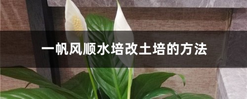 一帆风顺水培改土培的方法，土培一帆风顺的养护方法