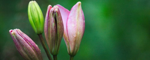 水仙花和百合花的区别