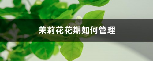 茉莉花花期如何管理，茉莉花什么时候开花