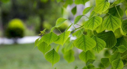 菩提