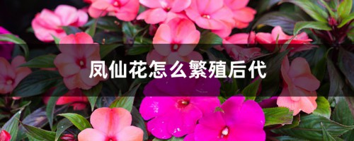 凤仙花怎么繁殖后代，种子怎么处理