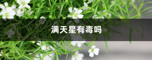 满天星有毒吗