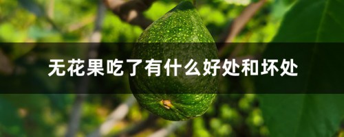 无花果吃了有什么好处和坏处