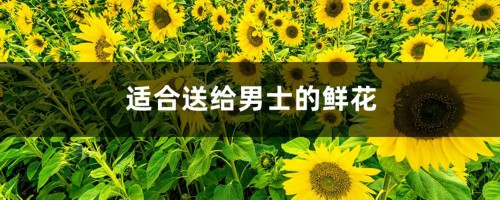 适合送给男士的鲜花