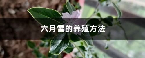 六月雪的养殖方法