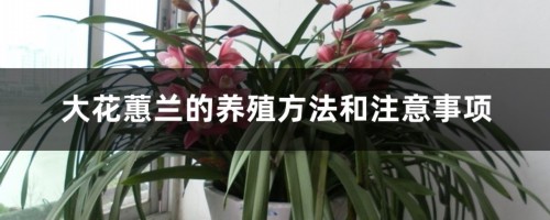 大花蕙兰的养殖方法和注意事项