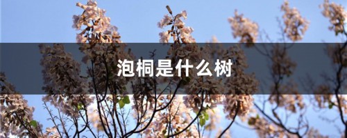 泡桐是什么树，是什么科