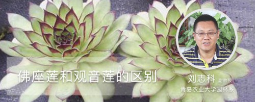 佛座莲和观音莲的区别