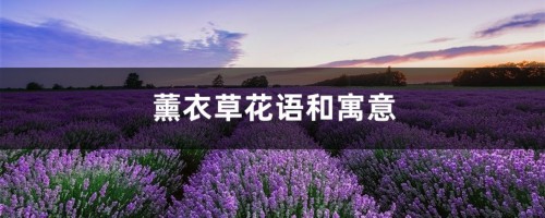 薰衣草花语和寓意