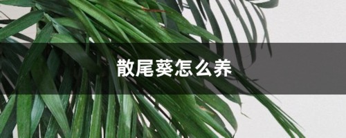 散尾葵怎么养