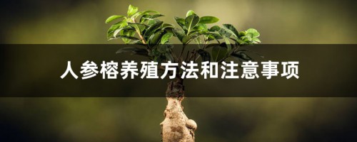 人参榕养殖方法和注意事项