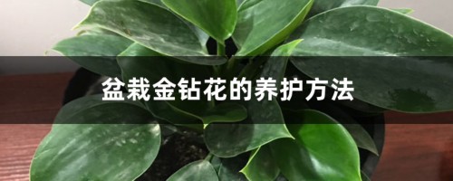 盆栽金钻花的养护方法