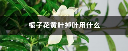 栀子花黄叶掉叶怎么办，别慌，教你一招就变绿！