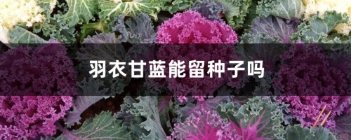 羽衣甘蓝能留种子吗