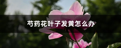 芍药花叶子发黄怎么办