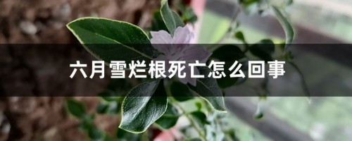 六月雪烂根死亡怎么回事