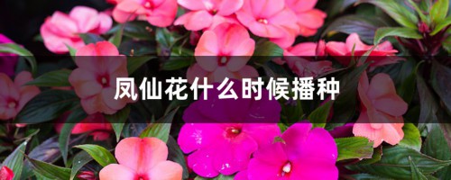 凤仙花什么时候播种