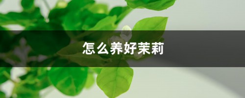 怎么养好茉莉