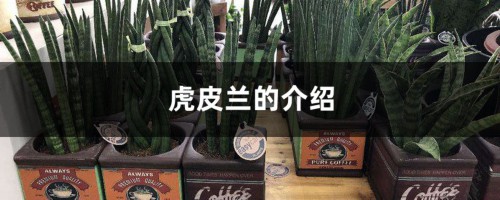 虎皮兰的介绍，虎皮兰的花语