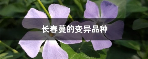 长春蔓的变异品种