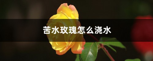 苦水玫瑰怎么浇水