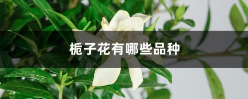 栀子花有哪些品种