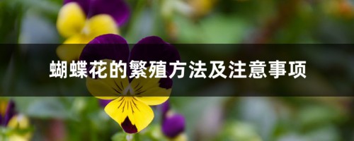 蝴蝶花的繁殖方法及注意事项