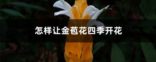 怎样让金苞花四季开花