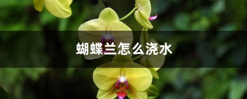 蝴蝶兰怎么浇水