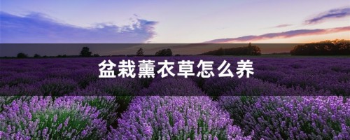 盆栽薰衣草怎么养