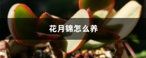 花月锦怎么养