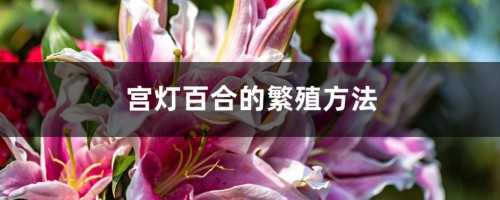 宫灯百合的繁殖方法